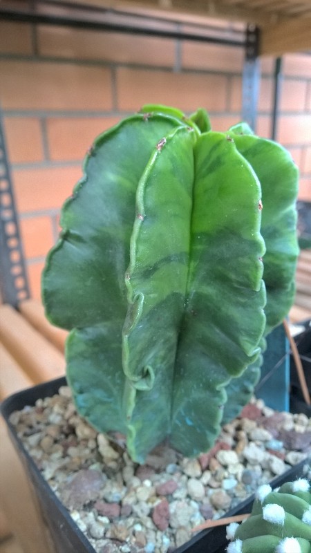 astrophytum myriostigma f. multicostatum