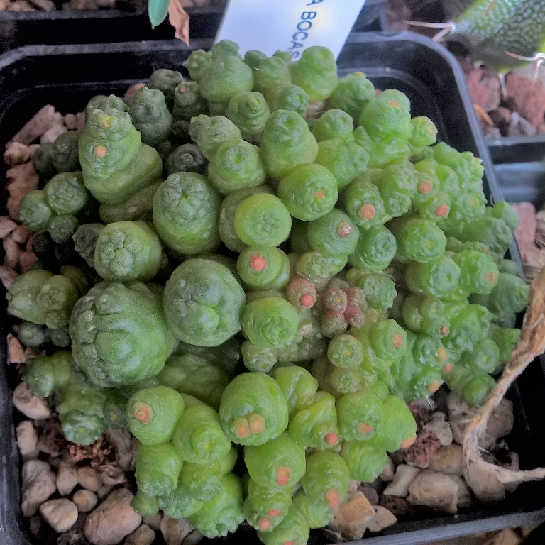 Mammillaria bocasana cv. fred 