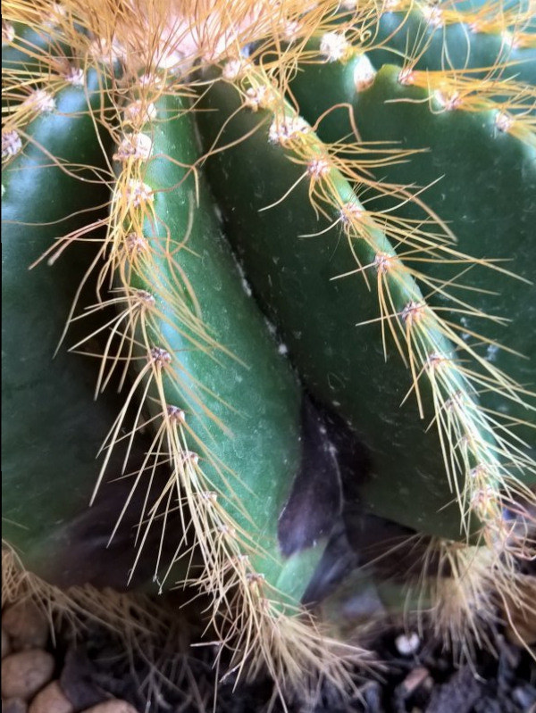 Notocactus warasi  