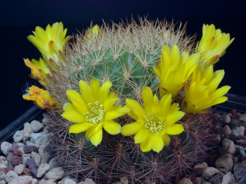 weingartia neocumingii v. multispina