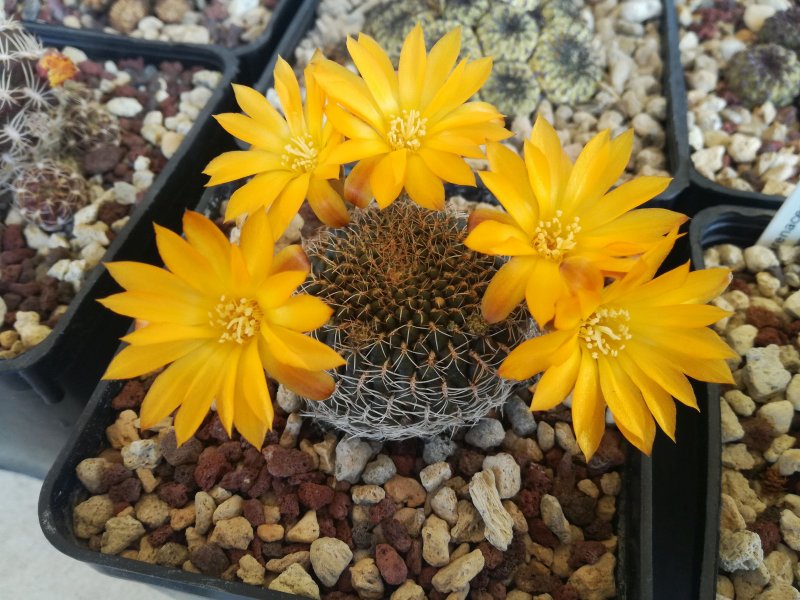 Sulcorebutia arenacea WR460