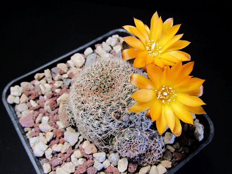 Sulcorebutia arenacea WR460