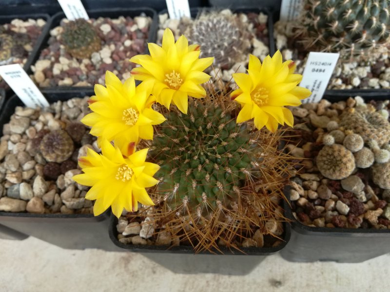 Sulcorebutia arenacea v. kamiensis WR607