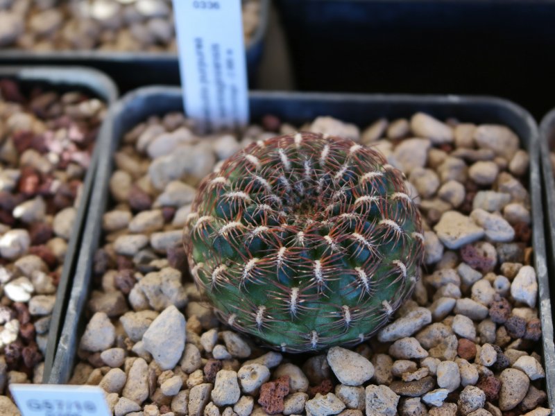 Sulcorebutia purpurea ssp. santiaginiensis WR730