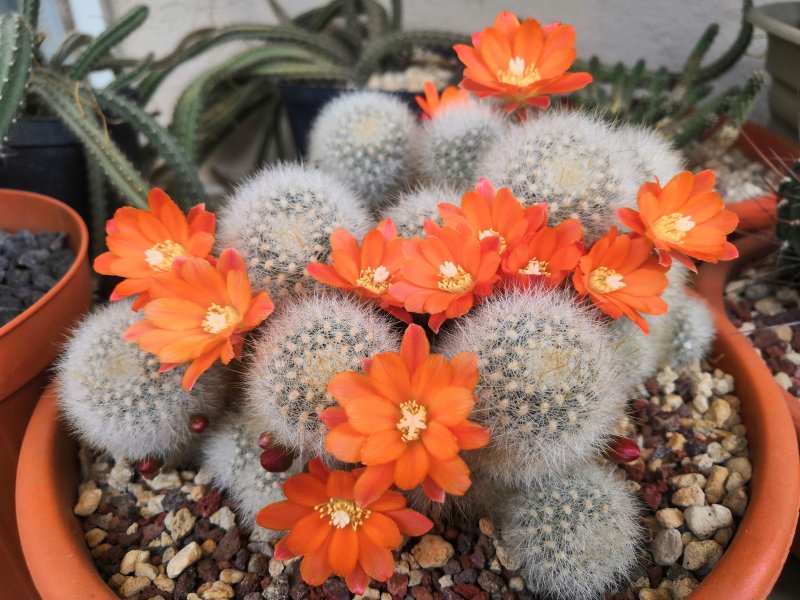 Rebutia fiebrigii v. densiseta WR89