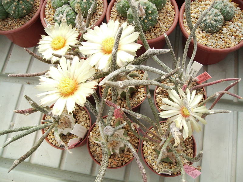 Astrophytum caput-medusae 