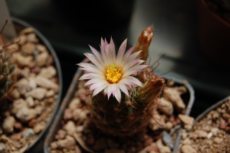 Mammillaria wrightii ssp. wilcoxii LAU 1079