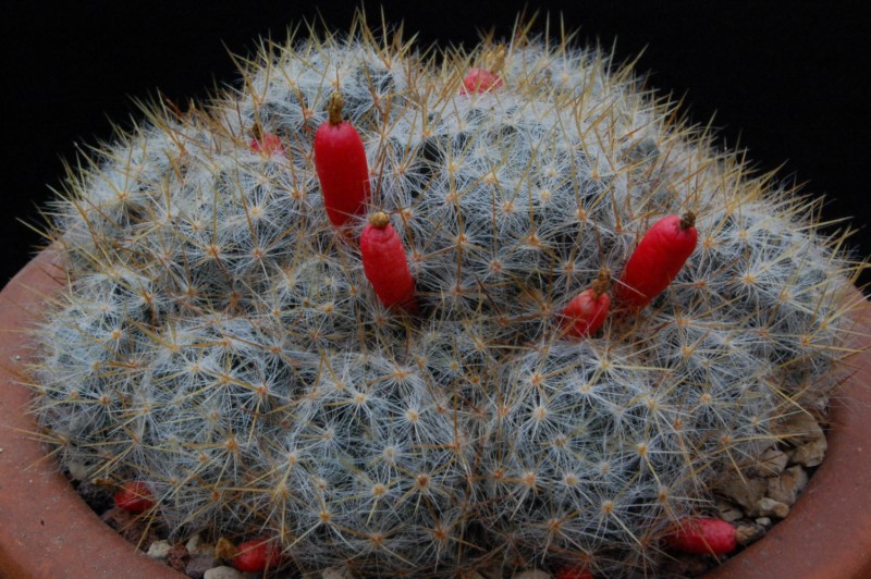 Mammillaria prolifera ssp. texana WTH 140