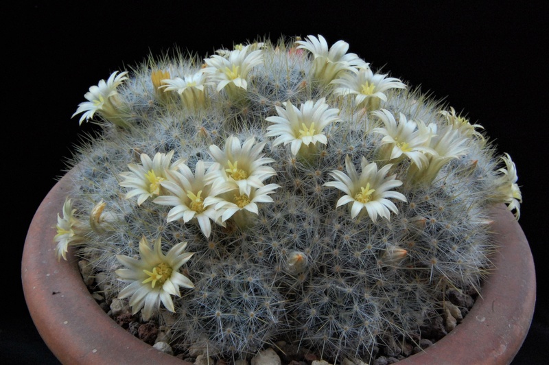 Mammillaria prolifera ssp. texana WTH 140