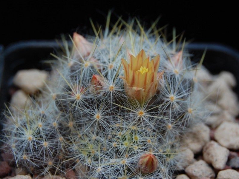 Mammillaria prolifera ssp. texana WTH 140