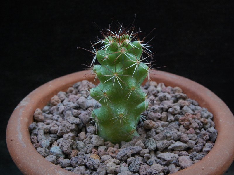 mammillaria tonalensis