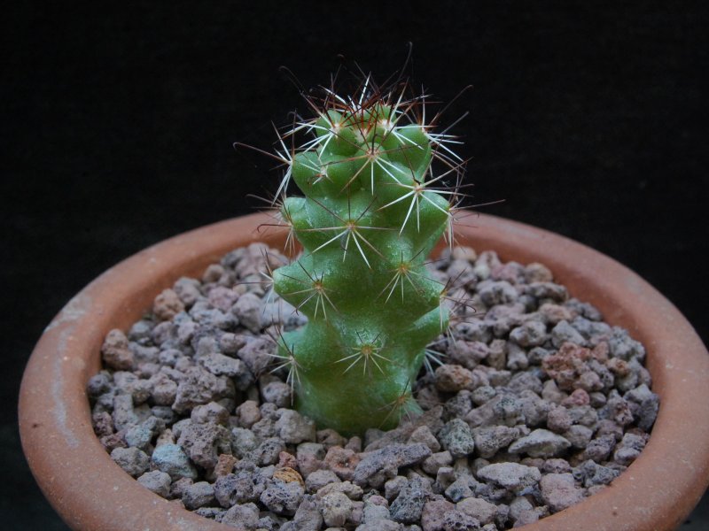 Mammillaria tonalensis WTH 1016