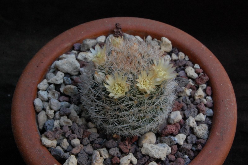 Mammillaria magallanii WTH 102