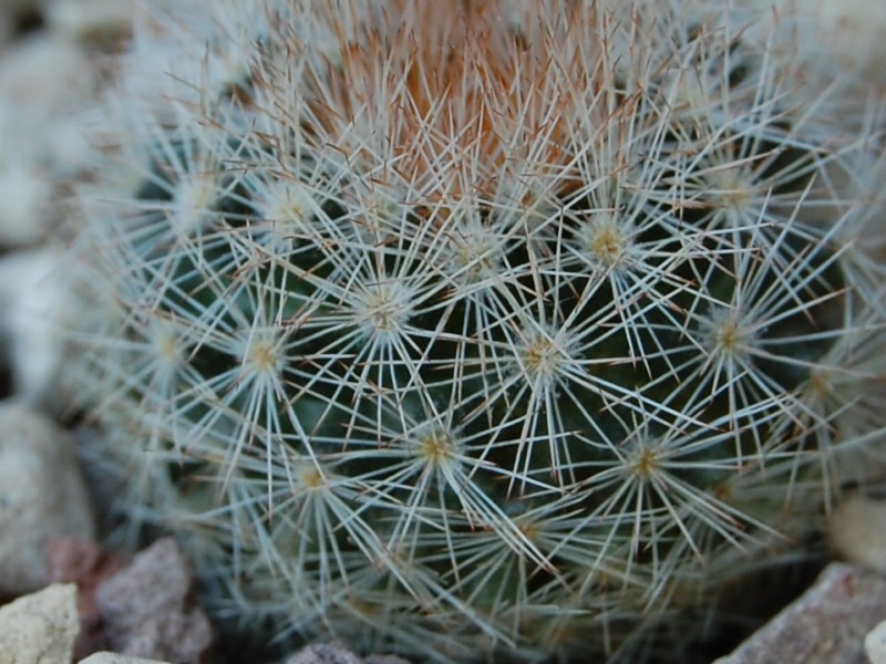 Mammillaria magallanii WTH 102