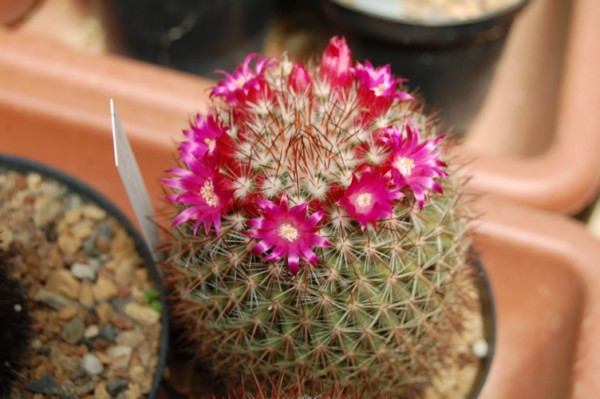 Mammillaria wuthenauiana 