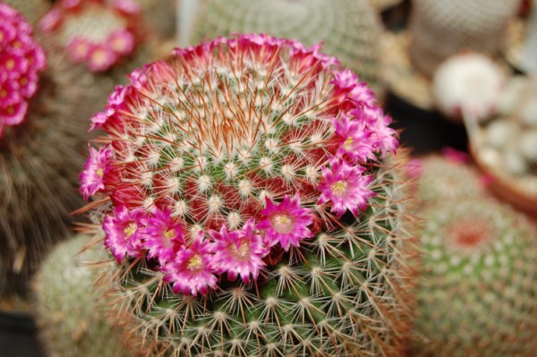 Mammillaria wuthenauiana 