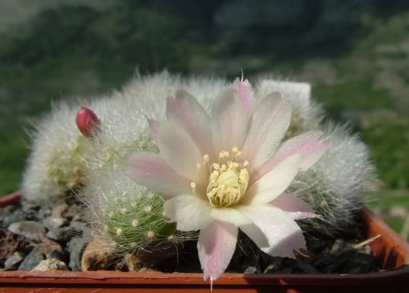 Rebutia albiflora 