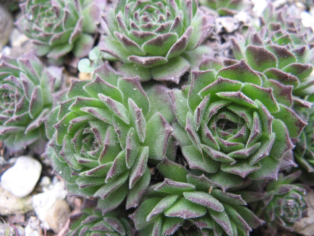 sempervivum x adenotrichum