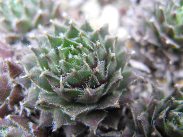 Sempervivum x fauconnetii 