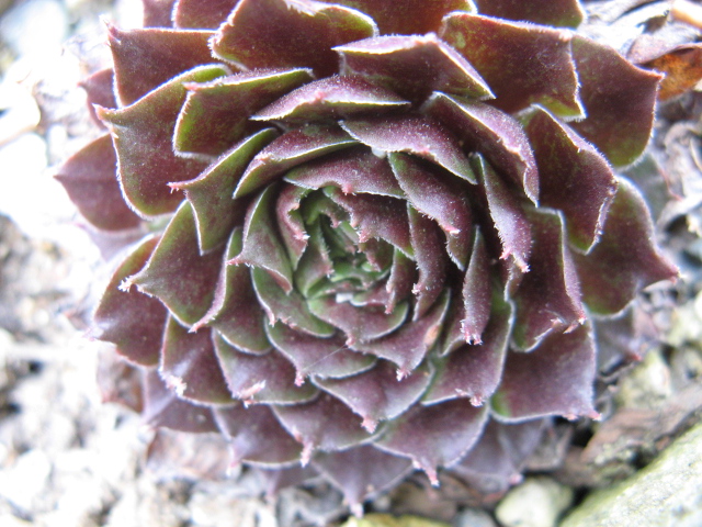 sempervivum x vaccarii