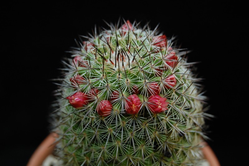 Mammillaria xaltianguensis LAU 1155