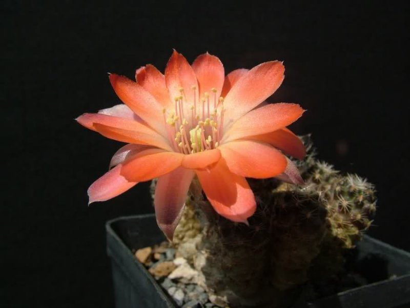 Rebutia pygmaea KK972