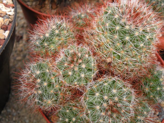 mammillaria glochidiata xiloensis 