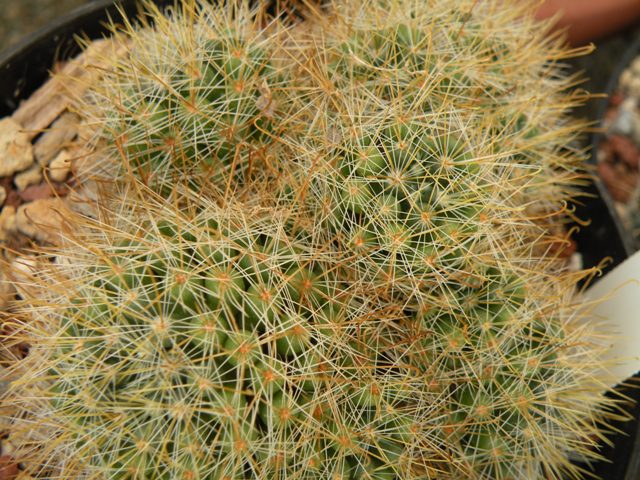 mammillaria glochidiata xiloensis 