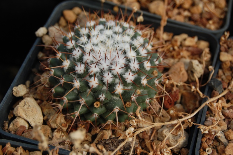 Mammillaria xochipilli REP 1709