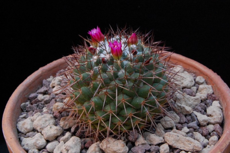 Mammillaria xochipilli TL 422