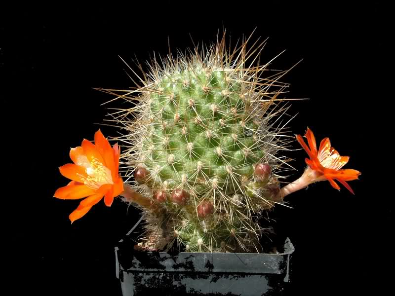Rebutia aureispina KK1694