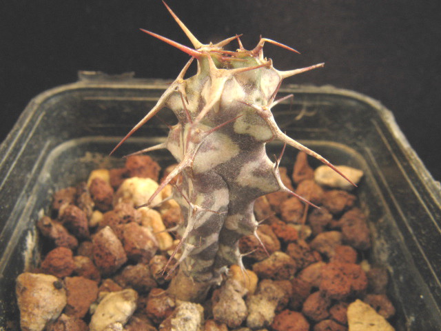 Euphorbia xylacantha 