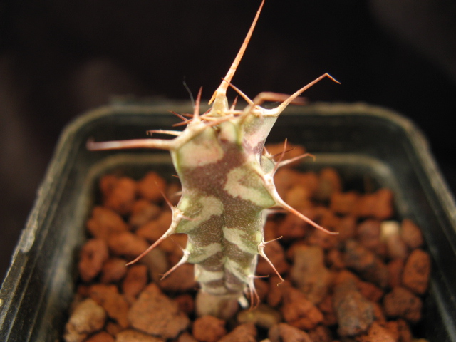 Euphorbia xylacantha 