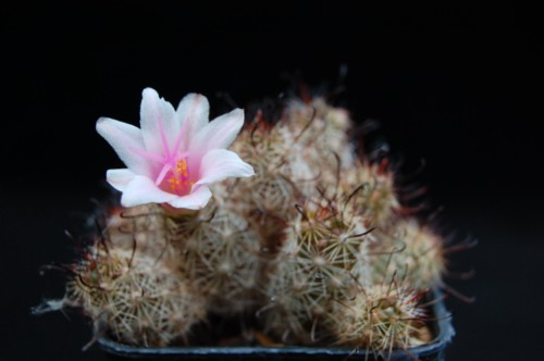 Mammillaria thornberi ssp. yaquensis 