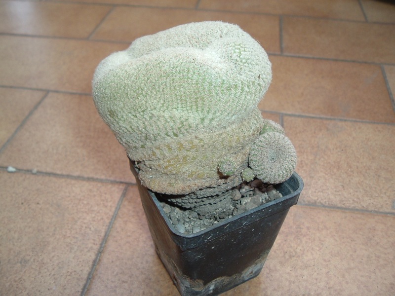 Yavia cryptocarpa crestata  
