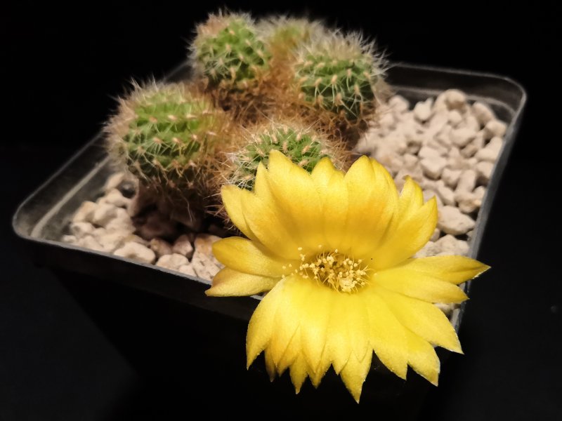 sulcorebutia vargasii v. viridissima