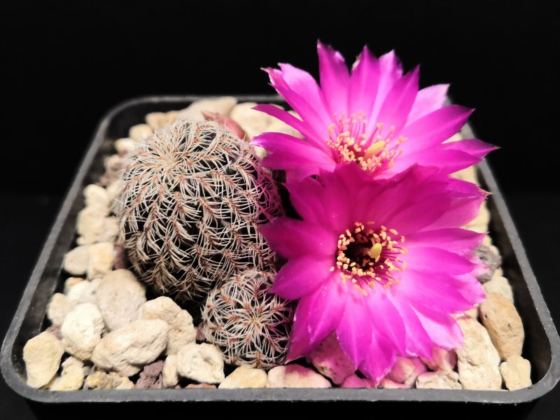 Sulcorebutia tarabucoensis ssp. hertusii NL96a/11