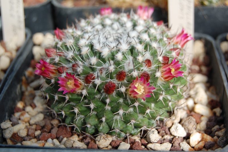 Mammillaria yoloxis ML 359