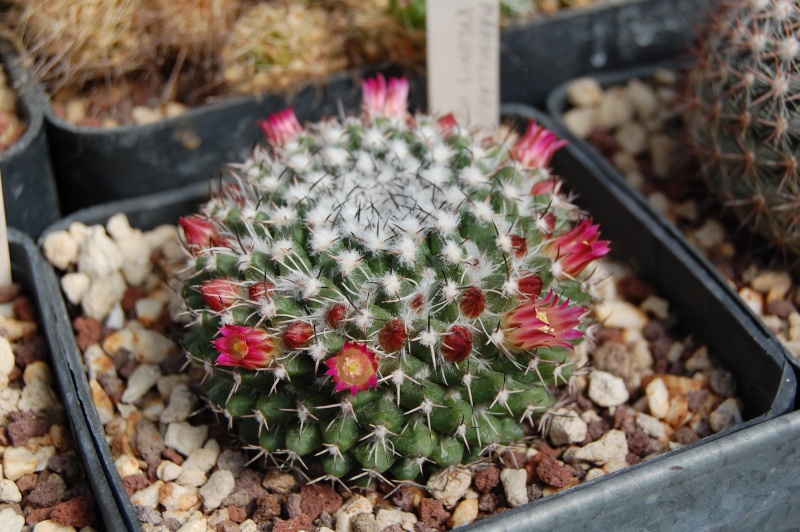 Mammillaria yoloxis ML 359