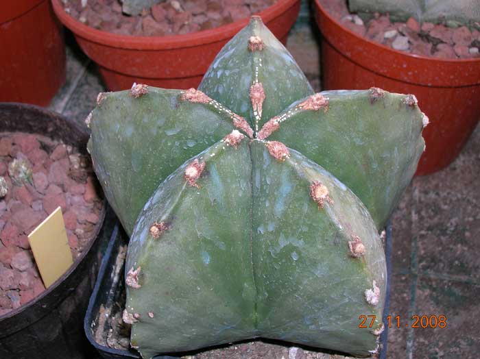 Astrophytum myriostigma v. nudum 