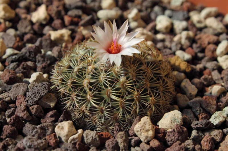 Turbinicarpus ysabelae HO 776