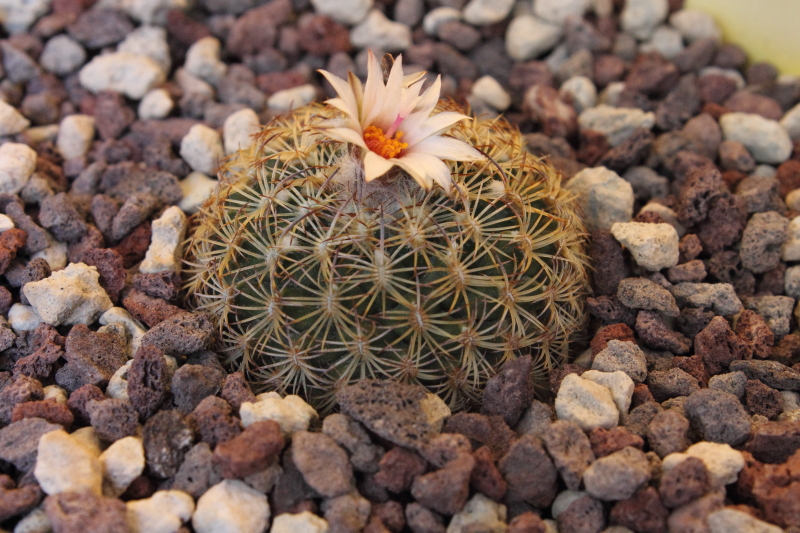 Turbinicarpus ysabelae HO 776