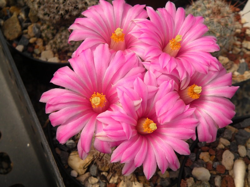 Mammillaria tetrancistra 
