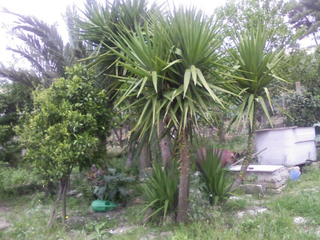 yucca aloifolia