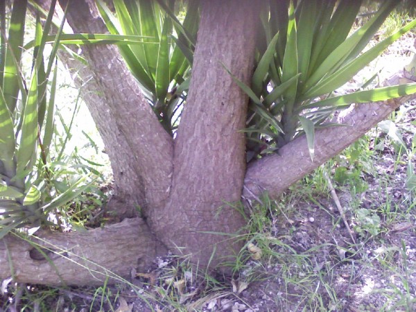 Yucca aloifolia 