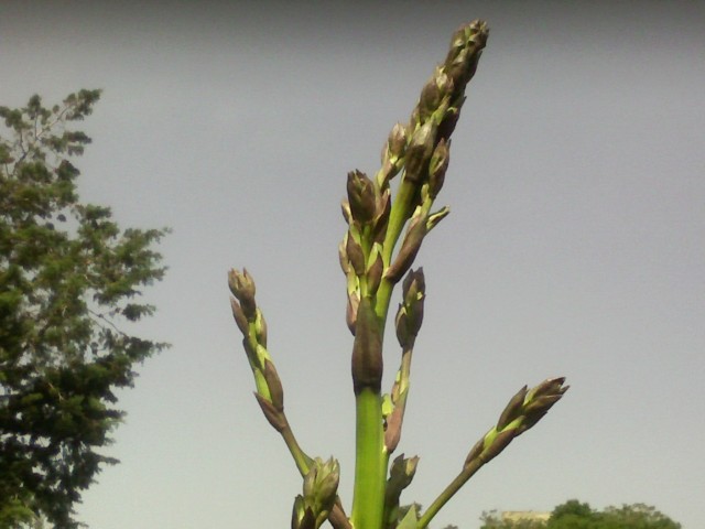 yucca  