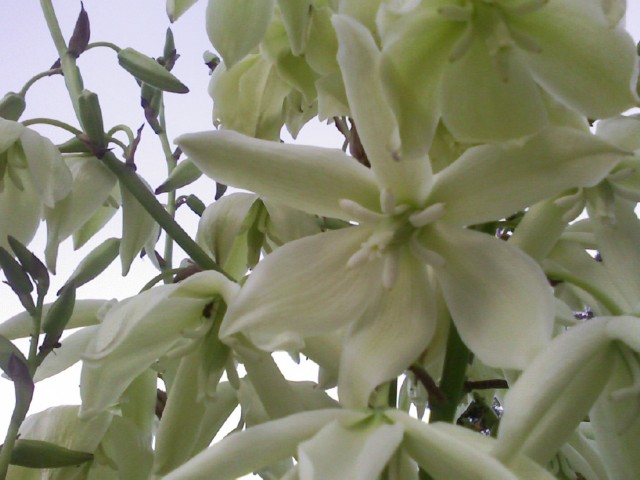 Yucca elephantipes 