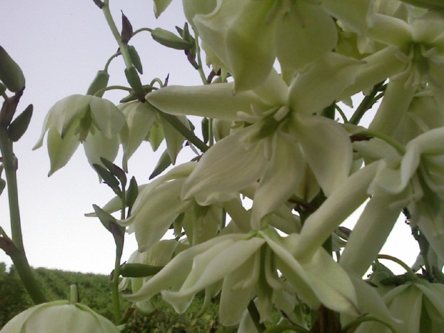 Yucca elephantipes 