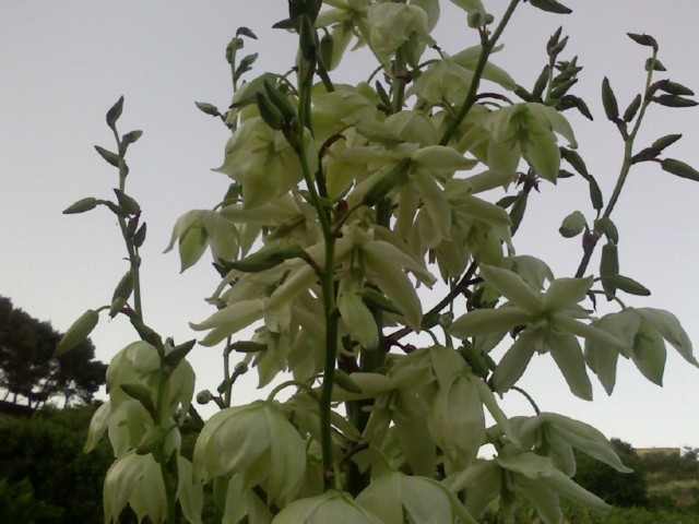 Yucca elephantipes 