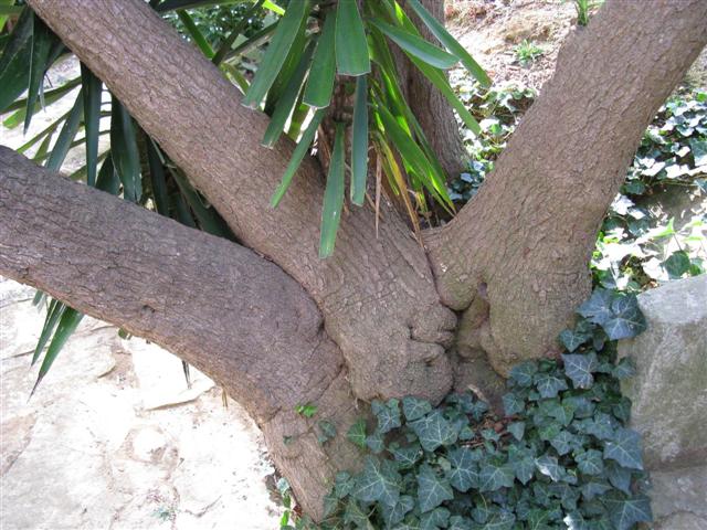 Yucca aloifolia 